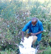Organic Cotton Cultivation: A Revolution in Agriculture